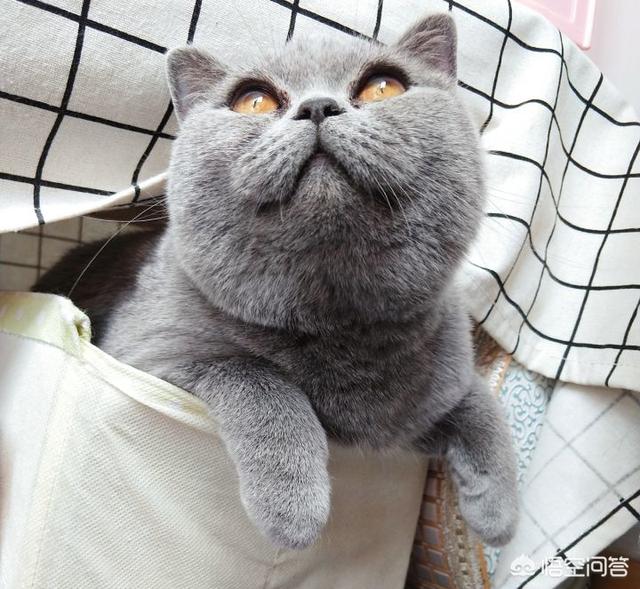 阿比西尼亚猫和布偶猫:养有品种的猫和土猫的差别大吗？