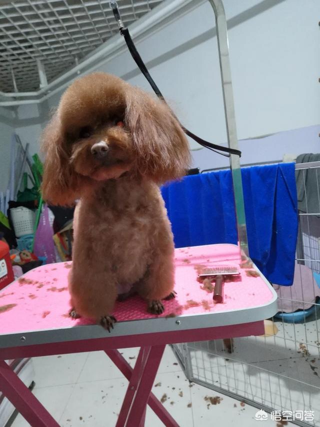 女人爱狗狗qq群照片:越来越多城市单身大龄女性喜欢养狗，这是为什么呢？