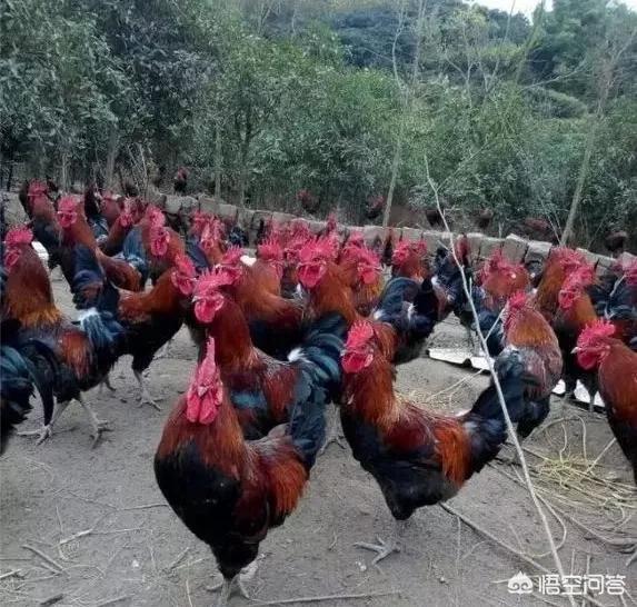 红腹锦鸡养殖前景愁卖:在海南纯散养养殖了五万多只土鸡，销售不好该怎么办？