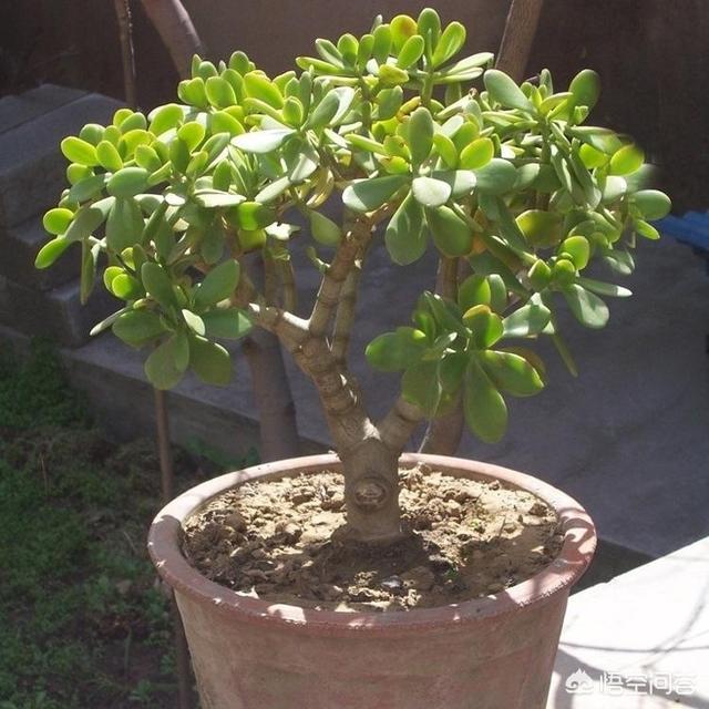 玉树养成盆景的几个技巧，为什么有人养在室内就容易挂掉呢？插图32