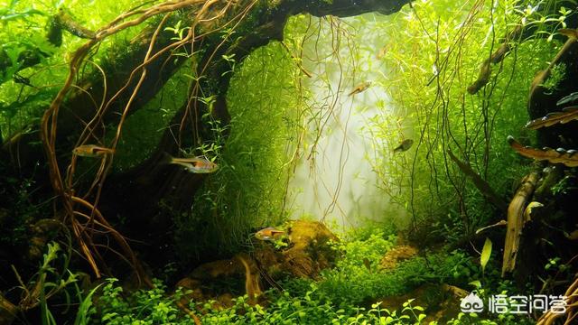 家里养鱼多久换一次水?:家里养的鱼需要多久换一次水？