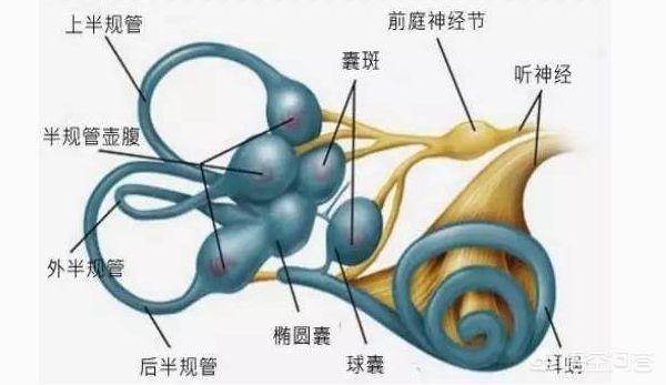 耳部结构图耳内骨迷路及膜迷路:人的耳朵内耳有哪些生理结构和功能？