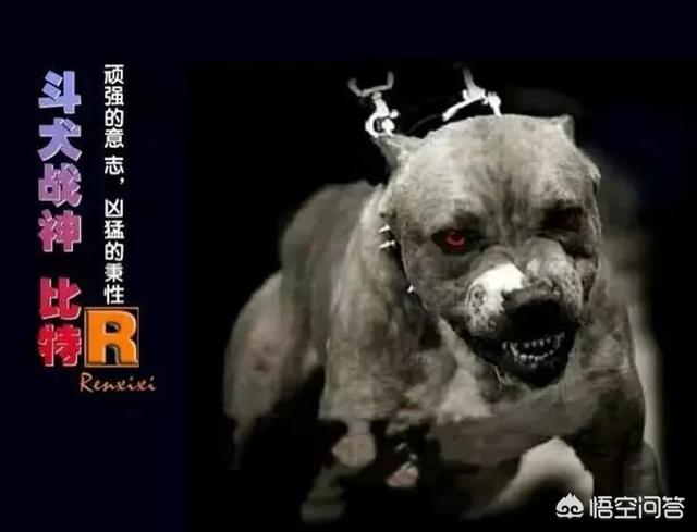 比特斗牛犬咬死狗视频:《红色警戒》里的军犬一口能咬死一个人，有夸张吗？ 比特斗牛犬咬死藏獒