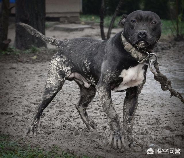 比特犬:比特犬和藏獒哪个厉害 你是如何评价比特犬这种狗的？