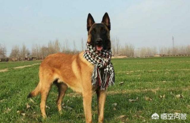 北京马犬警犬:服从性强的狗有哪些？为什么说这些狗的服从性强？