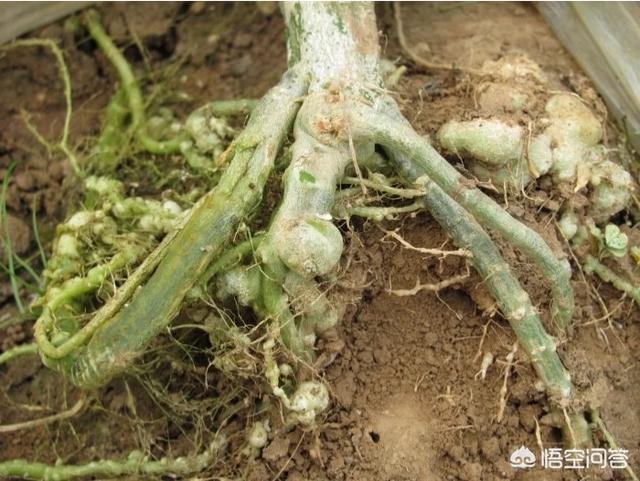 花叶芋根结线虫病:西瓜根结线虫病的主要症状都有哪些？如何防治？