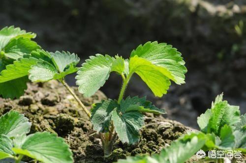 双色草莓和紫草莓混养:双色草莓可以和什么鱼混养 野草莓能吃吗？种类有哪些？
