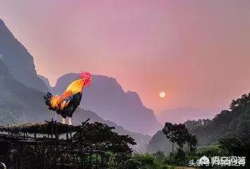为什么用打鸡血来形容一个人干劲十足？