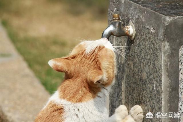 流浪狗和流浪猫评书:疫情期间，流浪猫狗怎么办？