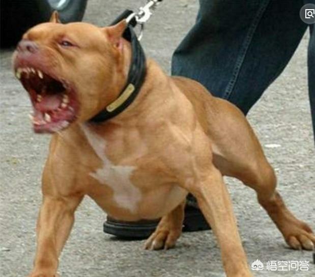 比特斗牛犬:狗全身红胸前有v型白毛是什么狗？