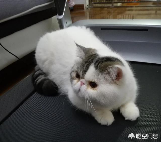 加菲猫多少钱一只，加菲猫与橘猫的混血大约值多少钱