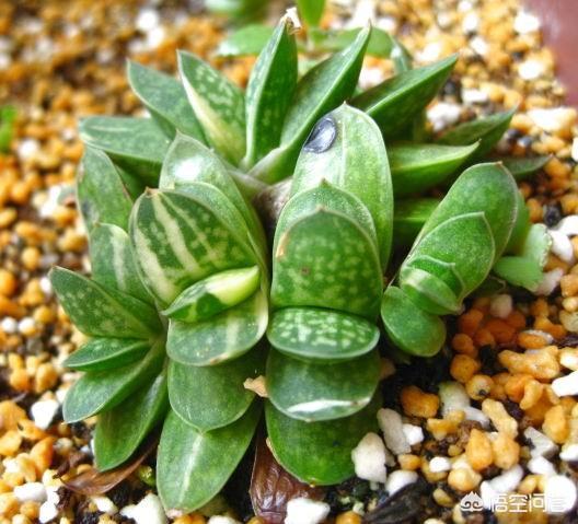 头条问答 多肉子宝该如何进行养殖 子宝会开花吗 4个回答