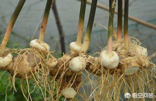 黄精:黄精和玉竹是同一种植物吗？如果不是，区别在哪？(黄精和玉竹图片 植物图片)