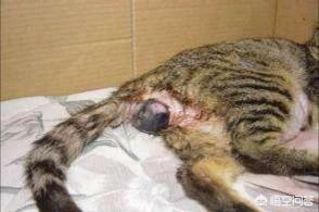 地中海孟加拉猫舍:母猫生完小猫还在流血，正常吗？该怎么办？