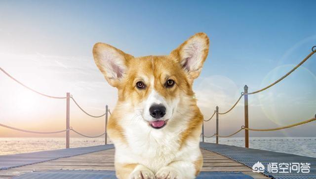 柯基犬智商:喜欢聪明的狗狗，养边牧好，还是柯基好？