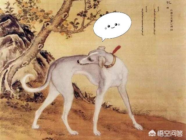 猎豹犬:中国的细犬是什么犬？现在的境况如何？