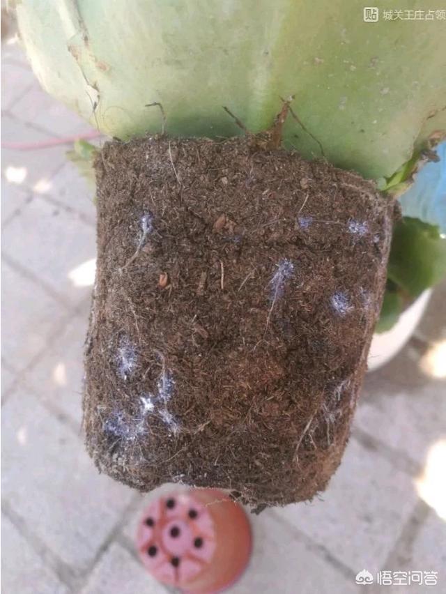黑色介壳虫怎么根除:根粉介壳虫怎么根除 如何消灭花卉上的根粉蚧？