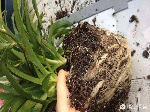 家里吊兰叶子发黄:在养殖青叶吊兰的过程中，若出现叶子变黄现象，该如何解决？