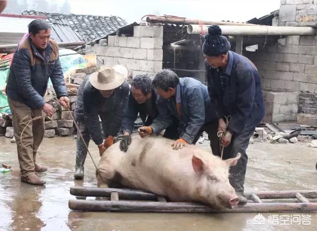大麦町为什么禁养:因猪瘟暴跌的肉价，让农民付出毁于一旦，过年猪肉价可能回温吗？
