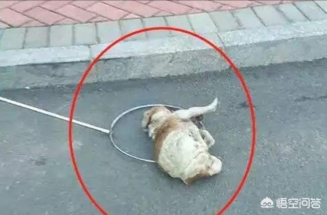 重庆115救狗事件:撞死没有栓绳的狗，到底该不该赔偿？
