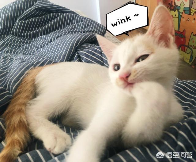 猫罐头:猫罐头适合给猫吃吗？多大可以吃？