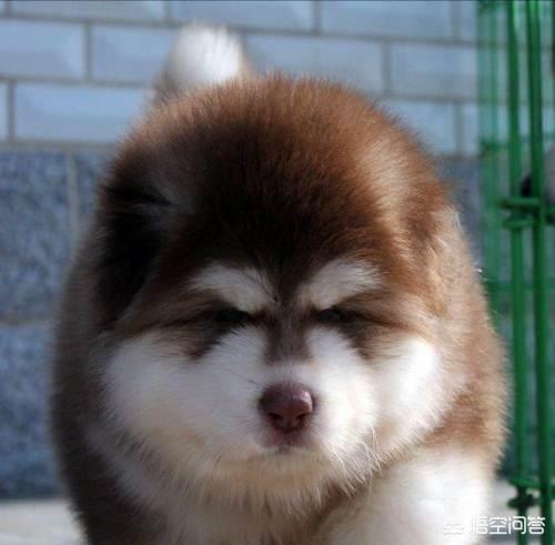 雪橇犬:为什么雪橇犬不能拉雪橇，这样真的对狗有害吗？ 雪橇犬有几种