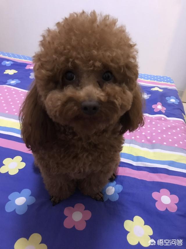 病狗问题错误:买狗之前，怎么知道狗是否健康？