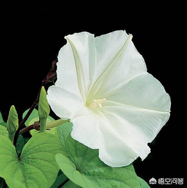 月光花图片:月光花图片大全简笔画 月光花和丝瓜花，一般会在什么时候开？