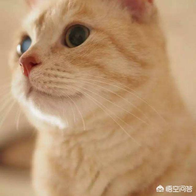 美短公猫发腮是什么意思:猫咪什么时候长出猫腮，猫的腮部位于哪里？