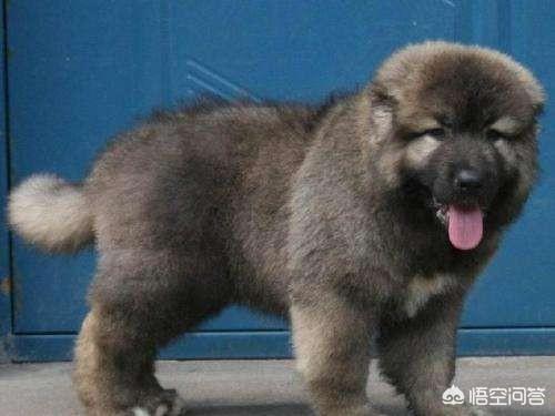 想要养高加索,好养吗？