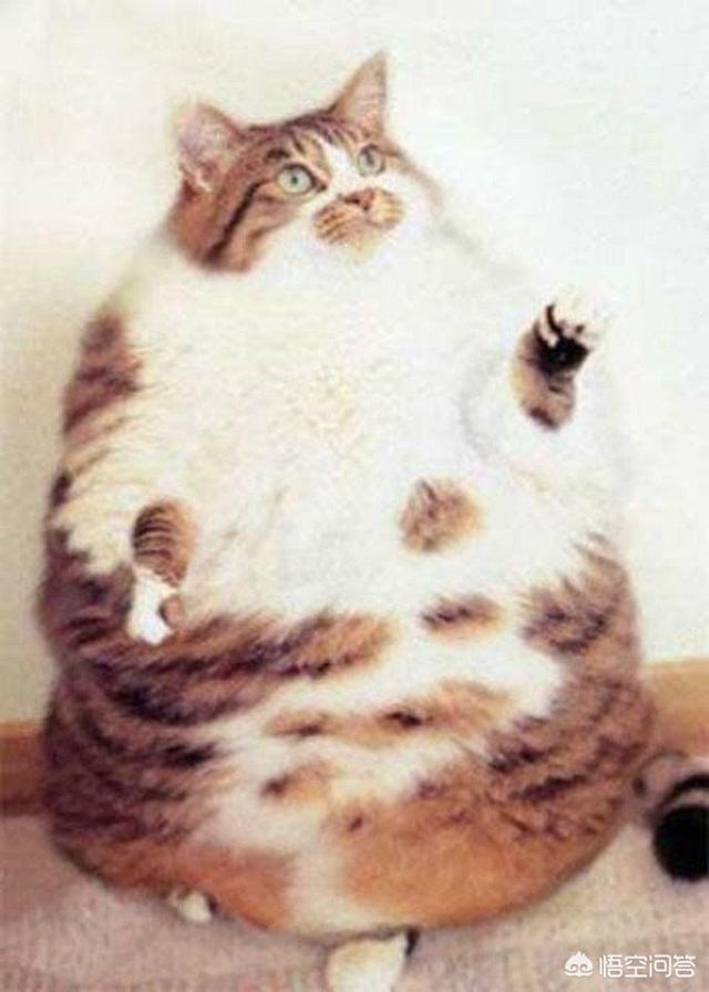 猫咪减肥容易吗:我家的猫是不是有点胖了，该怎么减肥？