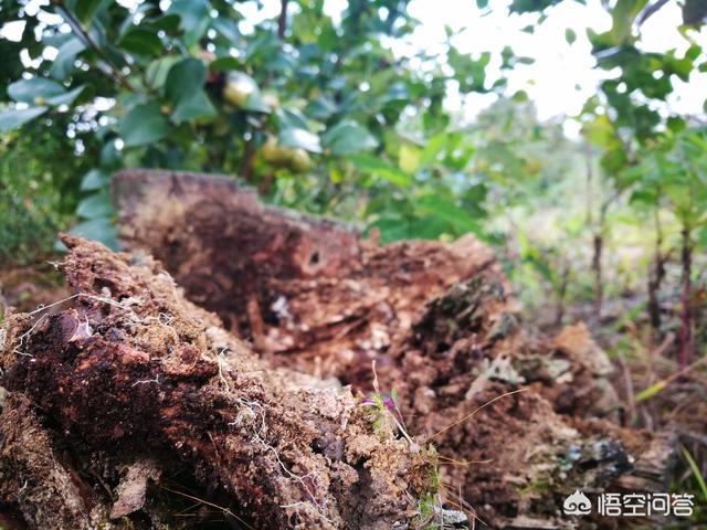 建兰:建兰和墨兰的植料有什么区别？