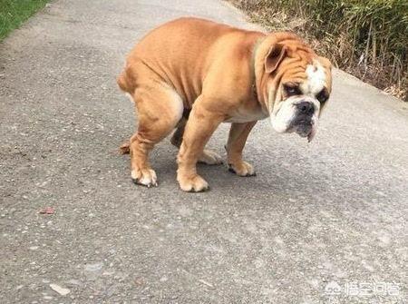 怎么清除狗尿味:电梯里总有狗尿骚味，而且越来越重，该怎么办？