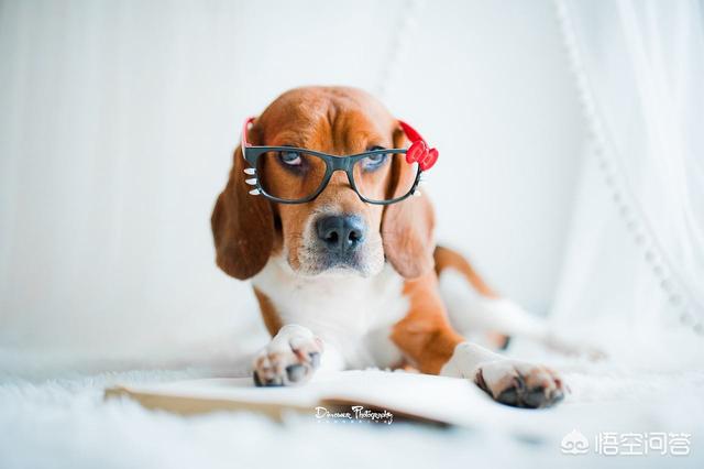 熟女犬调教:金毛在幼龄期怎么调教？怎么教它一些动作或者让它学习一些东西？