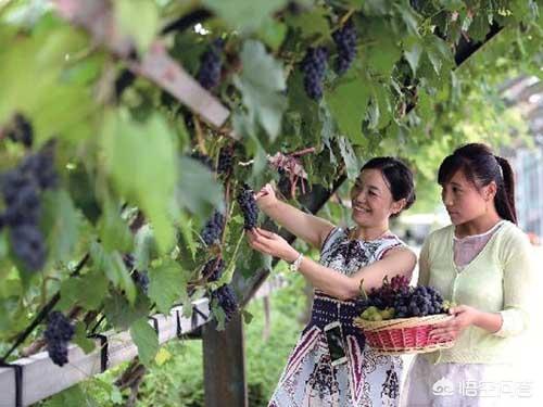 红乳葡萄种植视频:农广天地葡萄种植视频 红乳葡萄如何种植？红乳葡萄种植技术？