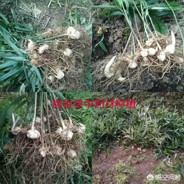 广东这边种植什么药材赚钱？