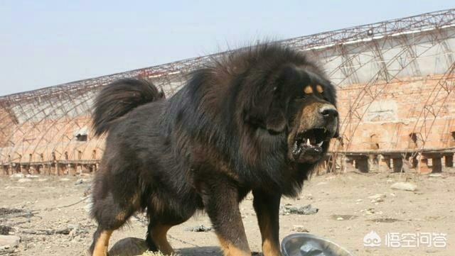 加纳利犬vs藏獒:公平决斗下，纯种藏獒多久可以咬死一只鬣狗？为什么？