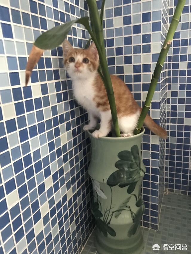 收养流浪猫:要不要收养小区的流浪猫？