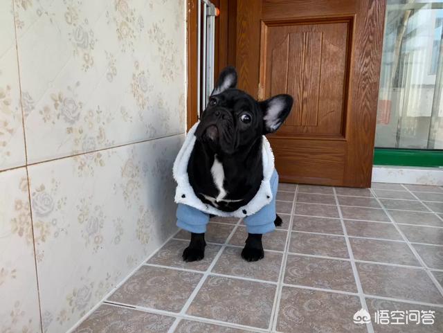 法国斗牛犬图片 虎斑:法国斗牛犬会很难饲养吗，要注意什么？