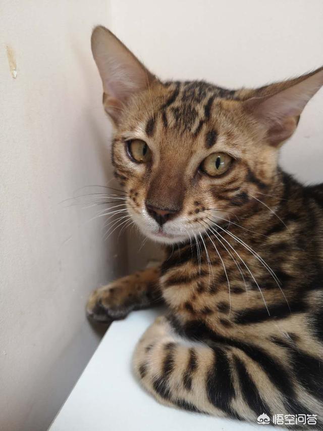 猫咪品种介绍之孟加拉豹猫篇:两个月大的豹猫爱咬人怎么办？
