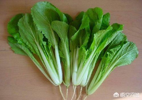 吉娃娃吃什么蔬菜好:多肉植物吉娃娃用什么土？