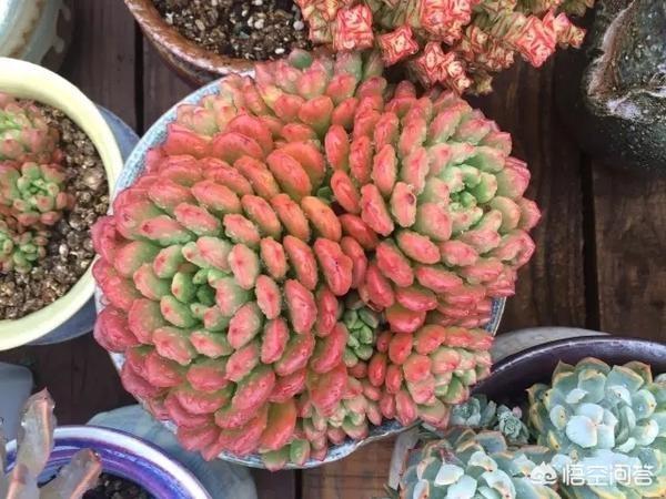 长生草属多肉怎么养:我的观音莲怎么只长半边侧芽？