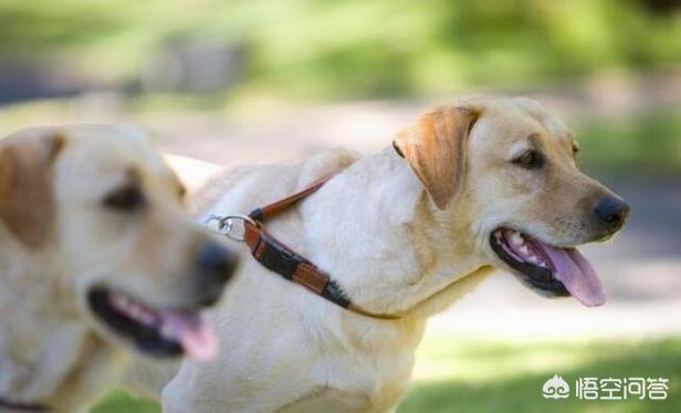 狗狗莱姆病症状:狗狗牙龈炎主要有哪些症状？