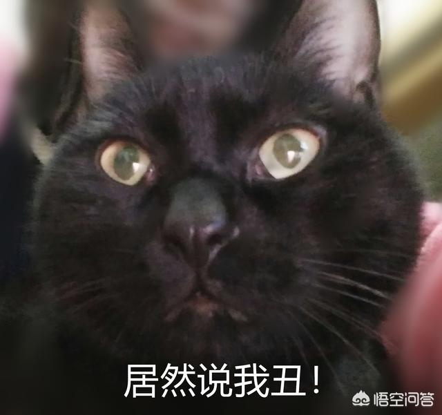 淘气的加菲猫招聘:中华田园猫的性格真的不如名种猫好吗？建议饲养吗？