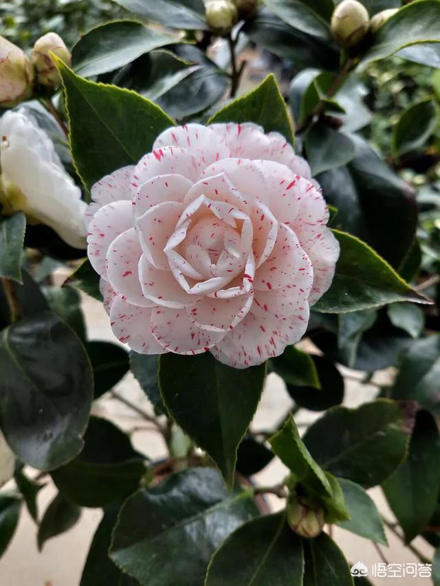 山茶花是什么颜色:山茶花有什么特性，如何进行栽培管理？