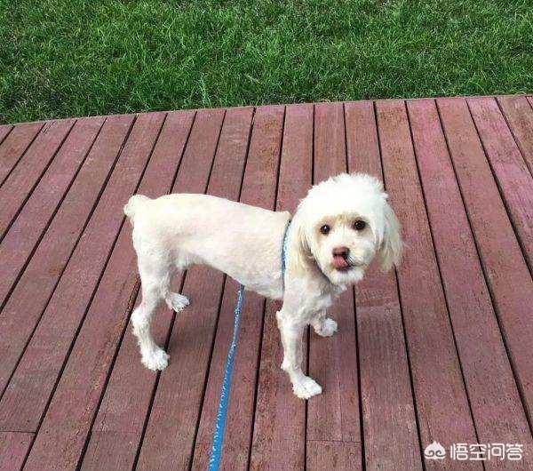救助犬最后的遗言:为什么有些宠物收容所的宠物不被认领就要被安乐死？