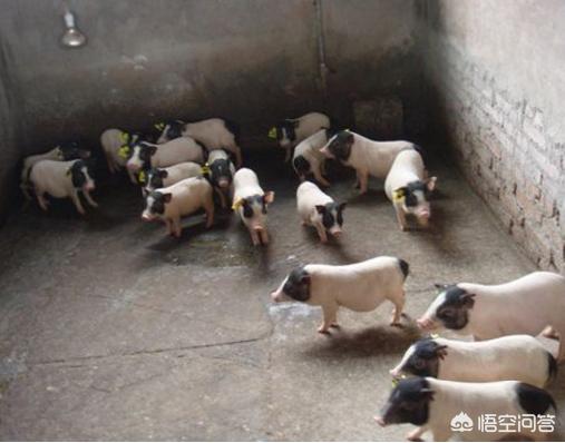 哪里有小香猪养殖场:在农村养殖香猪怎么样？需要什么技术？有市场前景吗？
