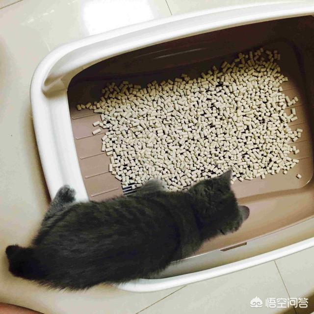 猫砂购买是固定一个牌子吗:猫砂要不要定期全部更换？