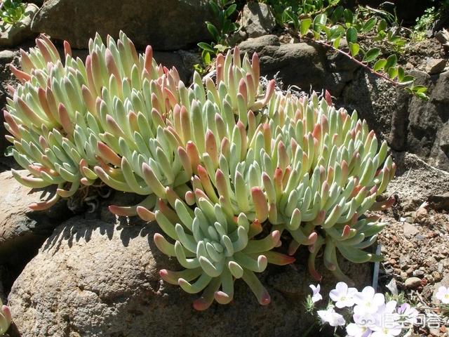 多肉植物很娇贵、很难养活吗？