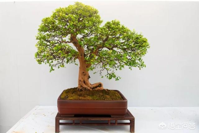 灰叶锦鸡儿:锦鸡儿（雀梅）该怎么制作盆景？